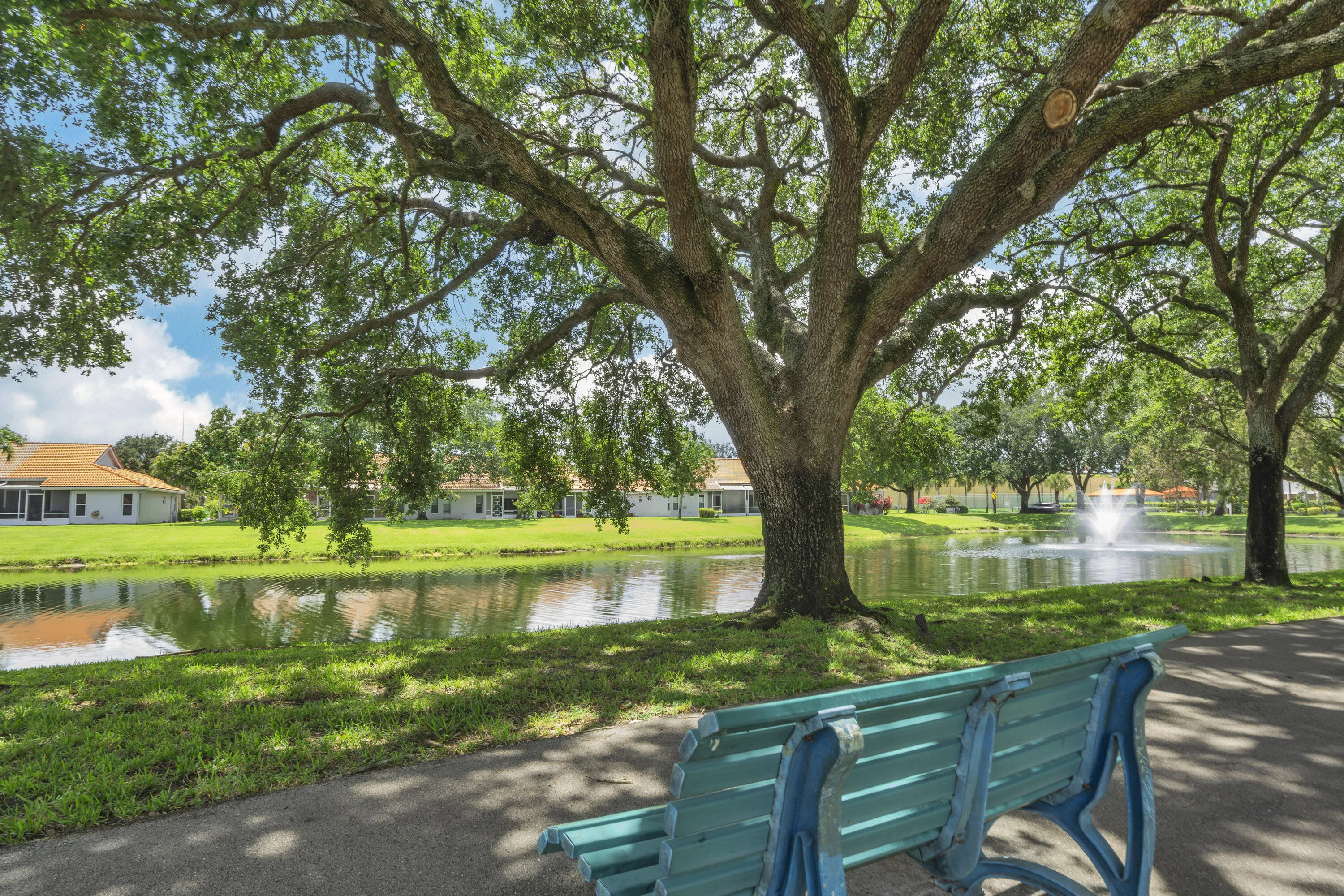 Mature Shade Trees
