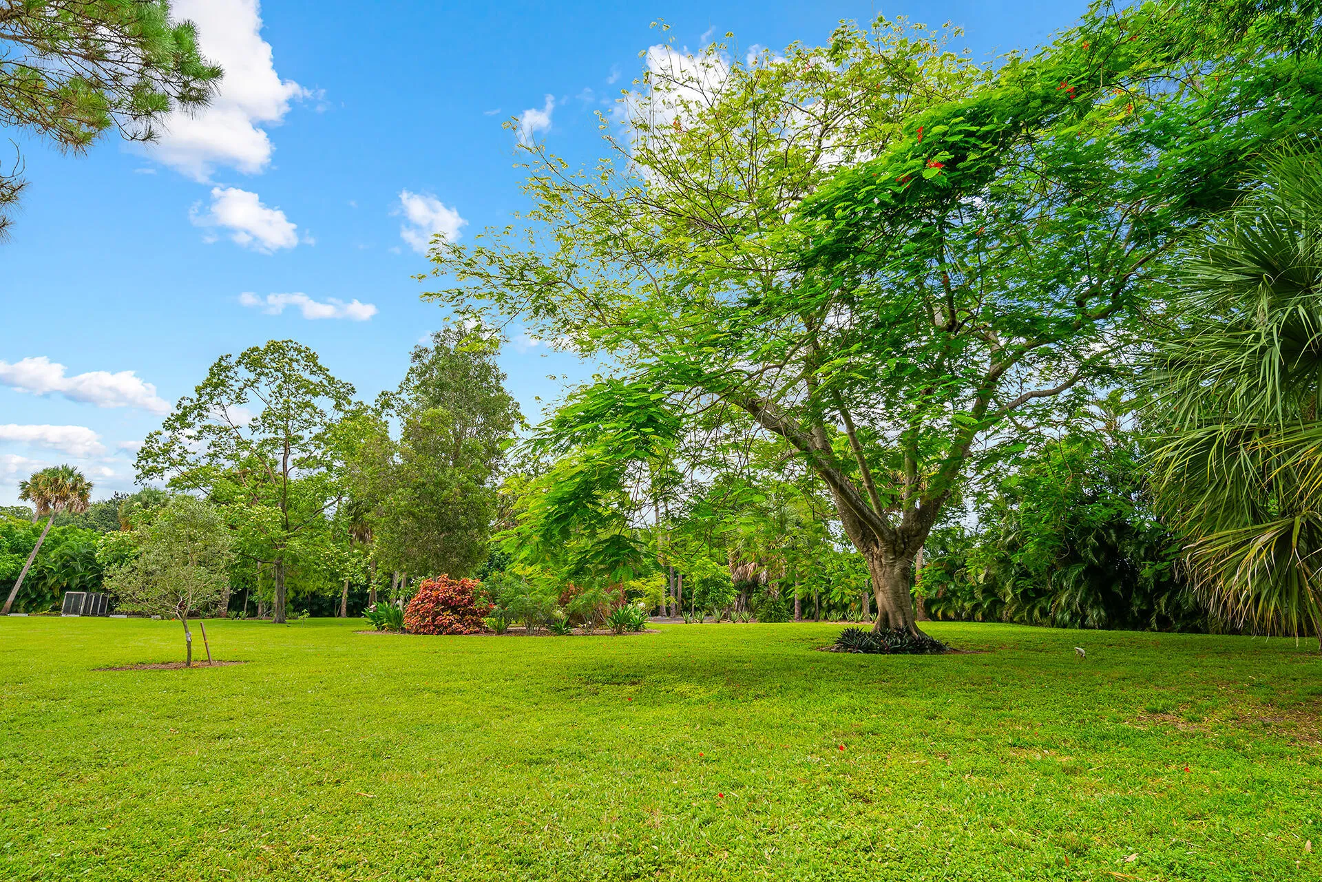 Royal poinciana