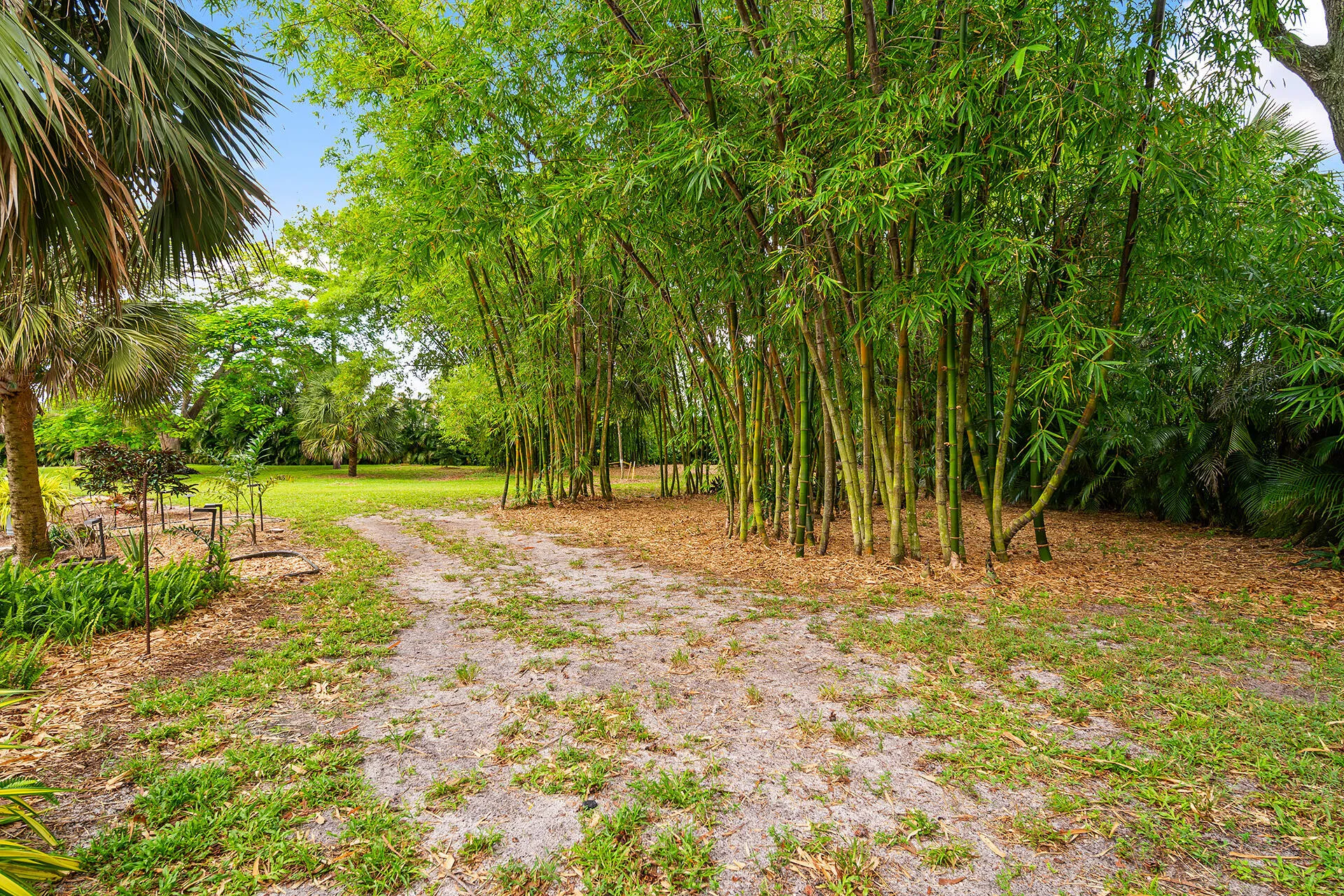 Bamboo