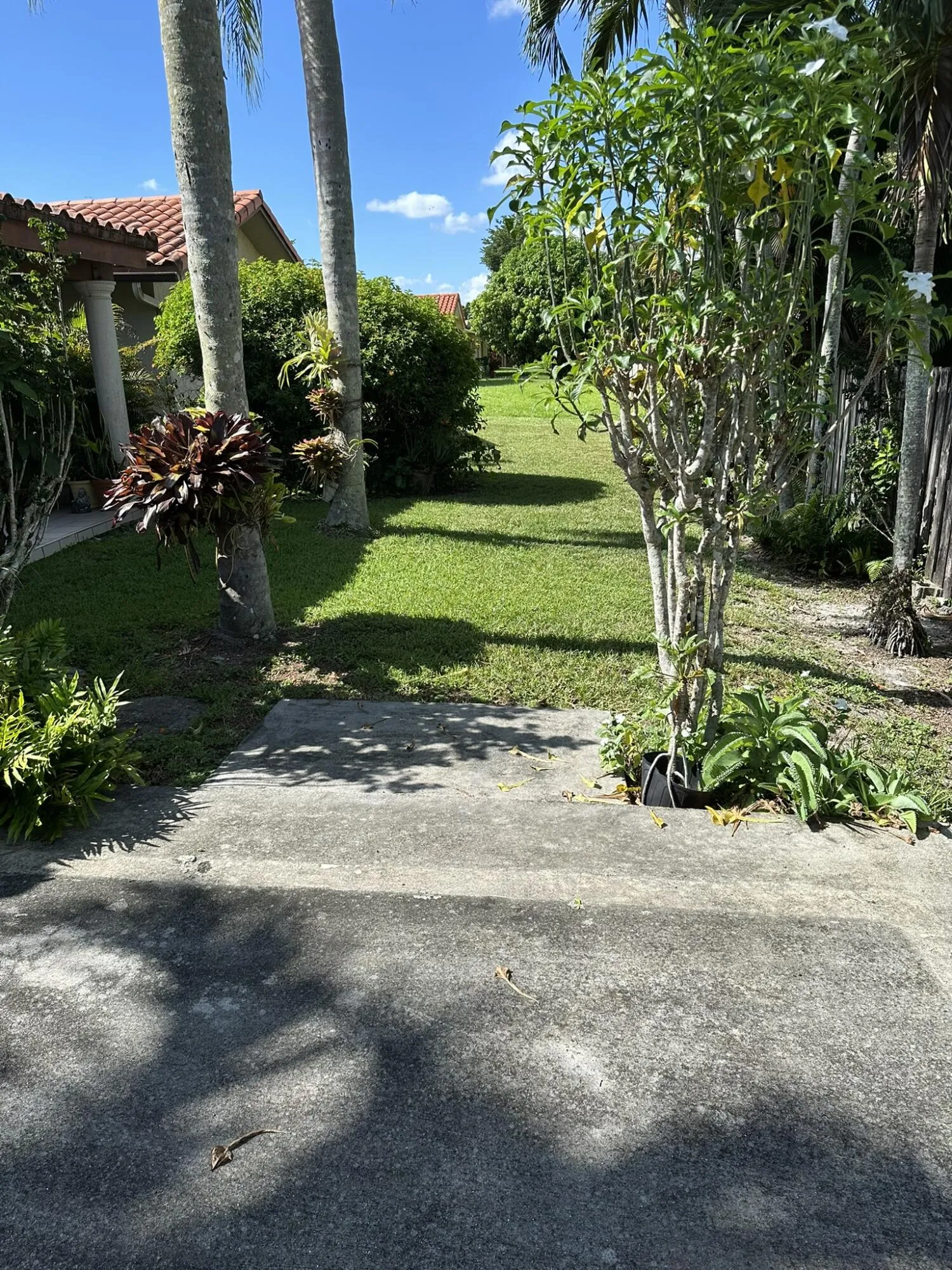 Fernandez backyard 2