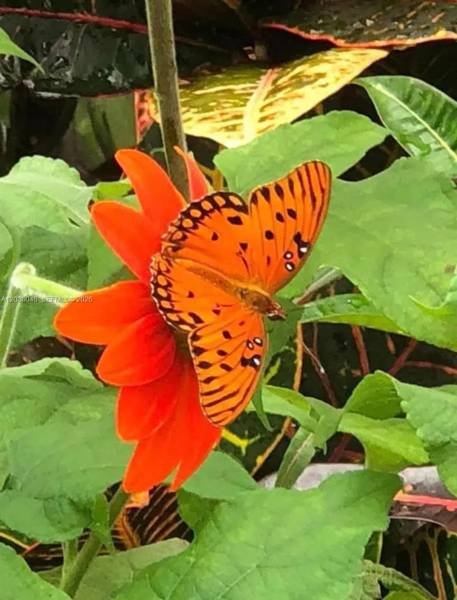 Butterfly garden