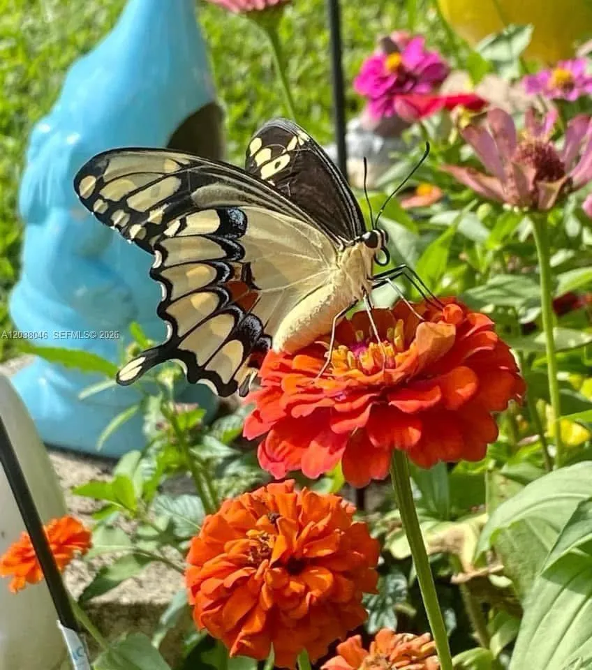 butterfly garden