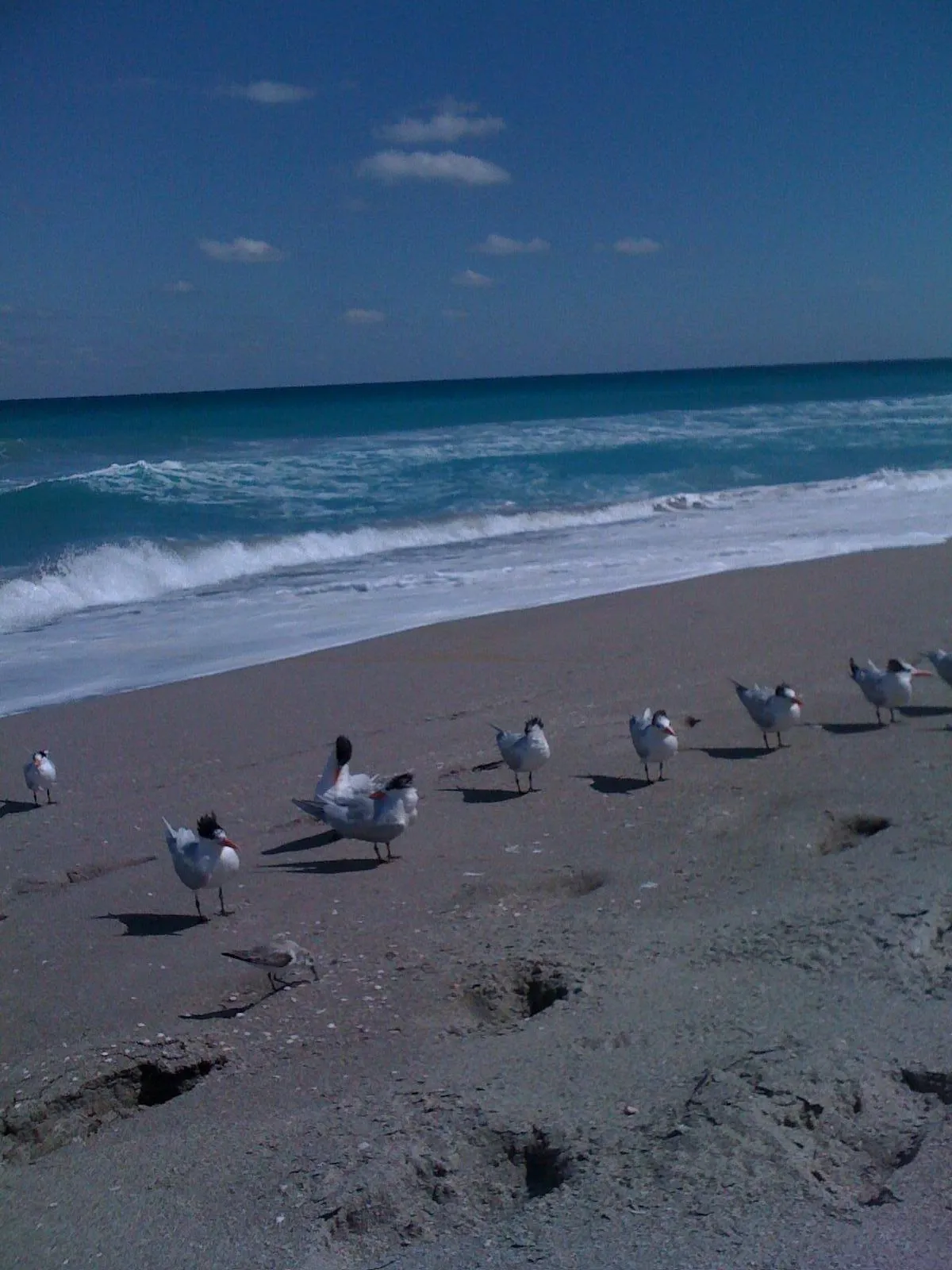 CLOSE TO JUNO BEACH