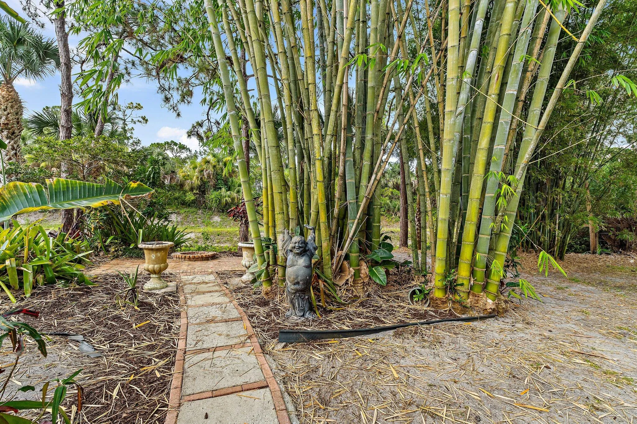 Tropical garden with towering bamboo