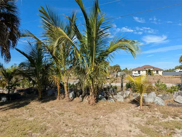 front of house coconut trees/ matas de coco al frente