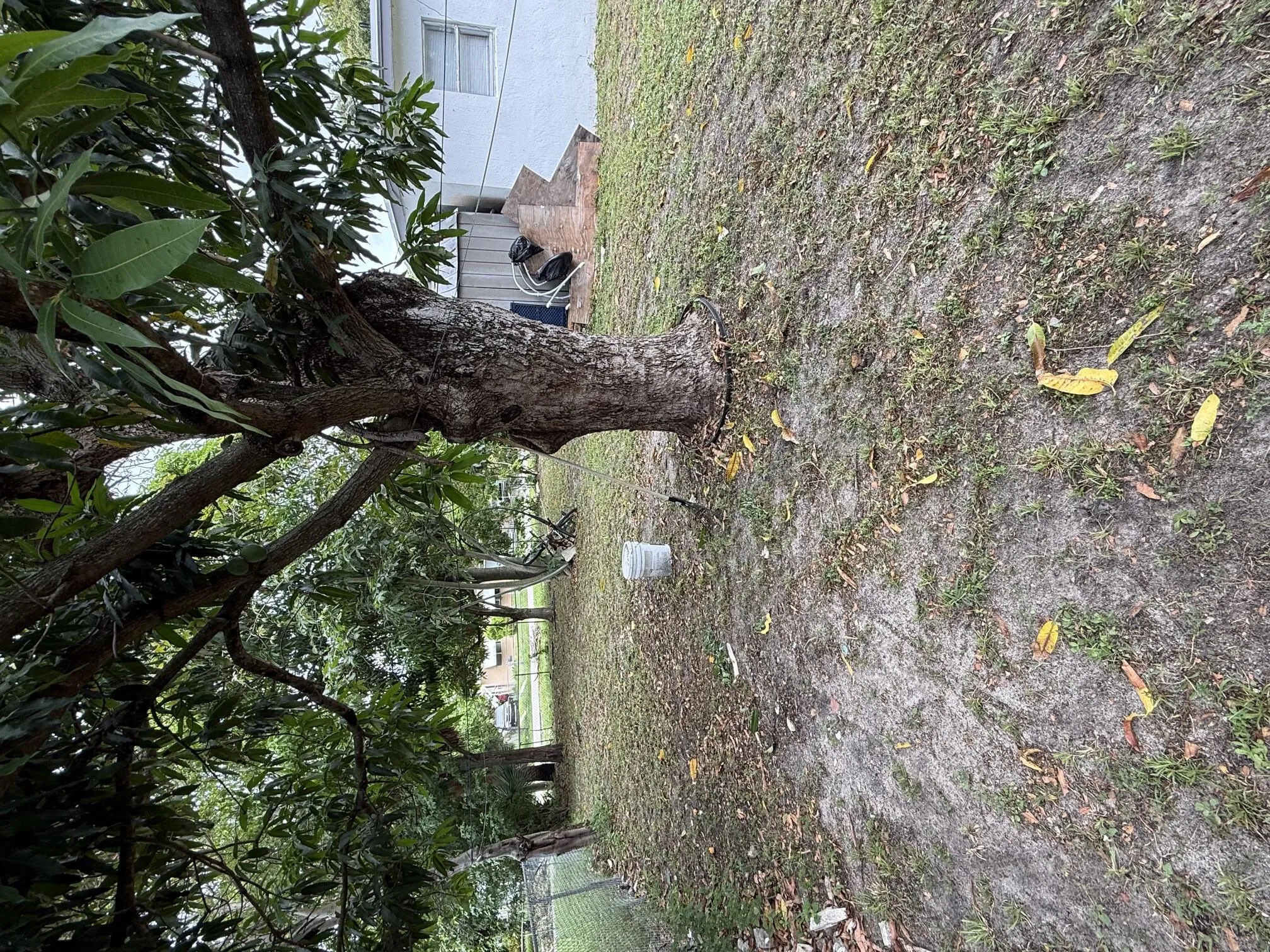 Back Yard 2