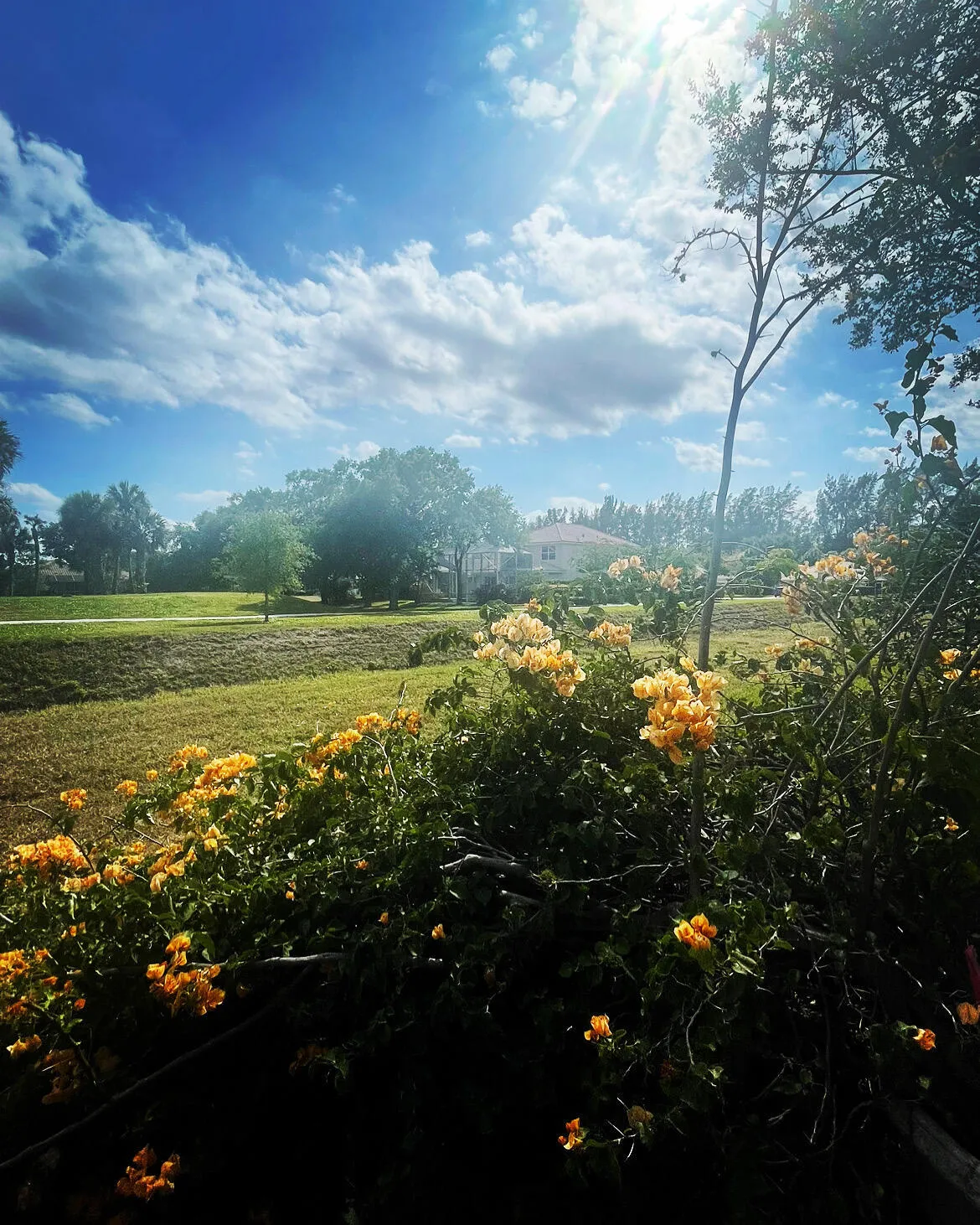 Backyard 2