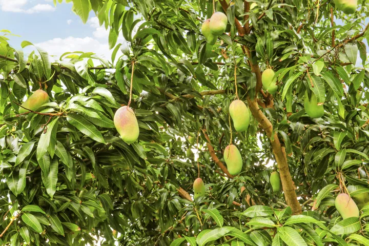 Mango Tree
