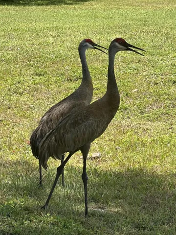 Mr. & Mrs. Sandhill Crane
