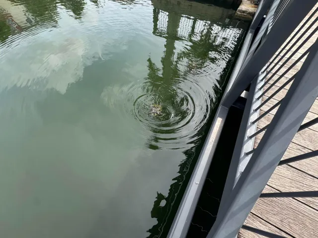 Baby Turtles