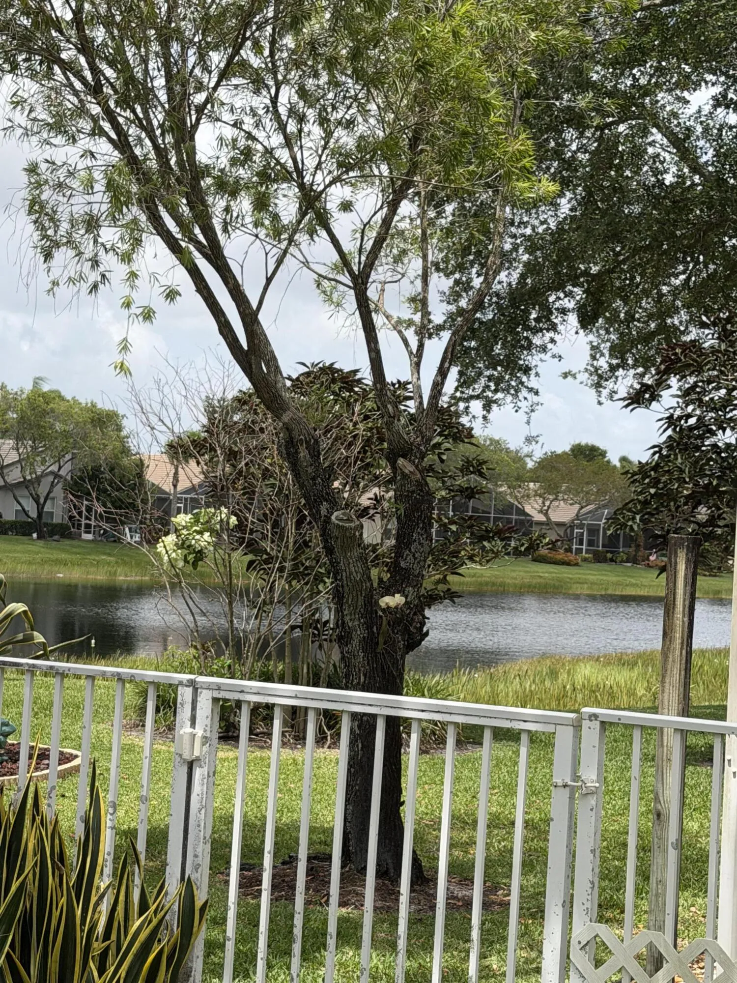 Pond Closeup