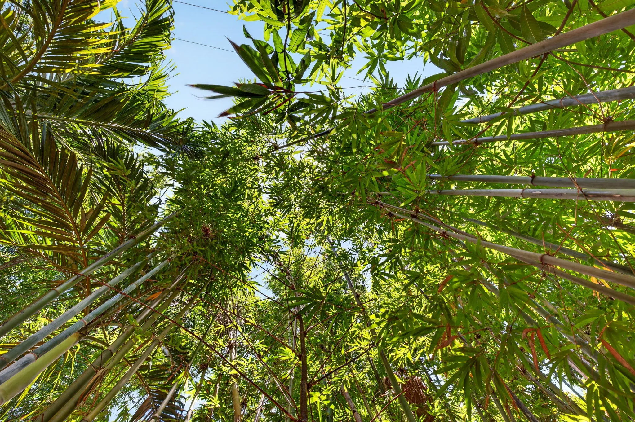 Bamboo oasis creating shade and privacy.