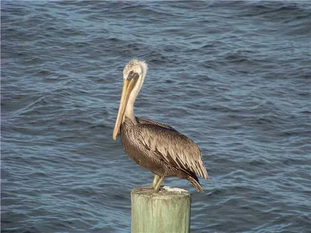 Pelican