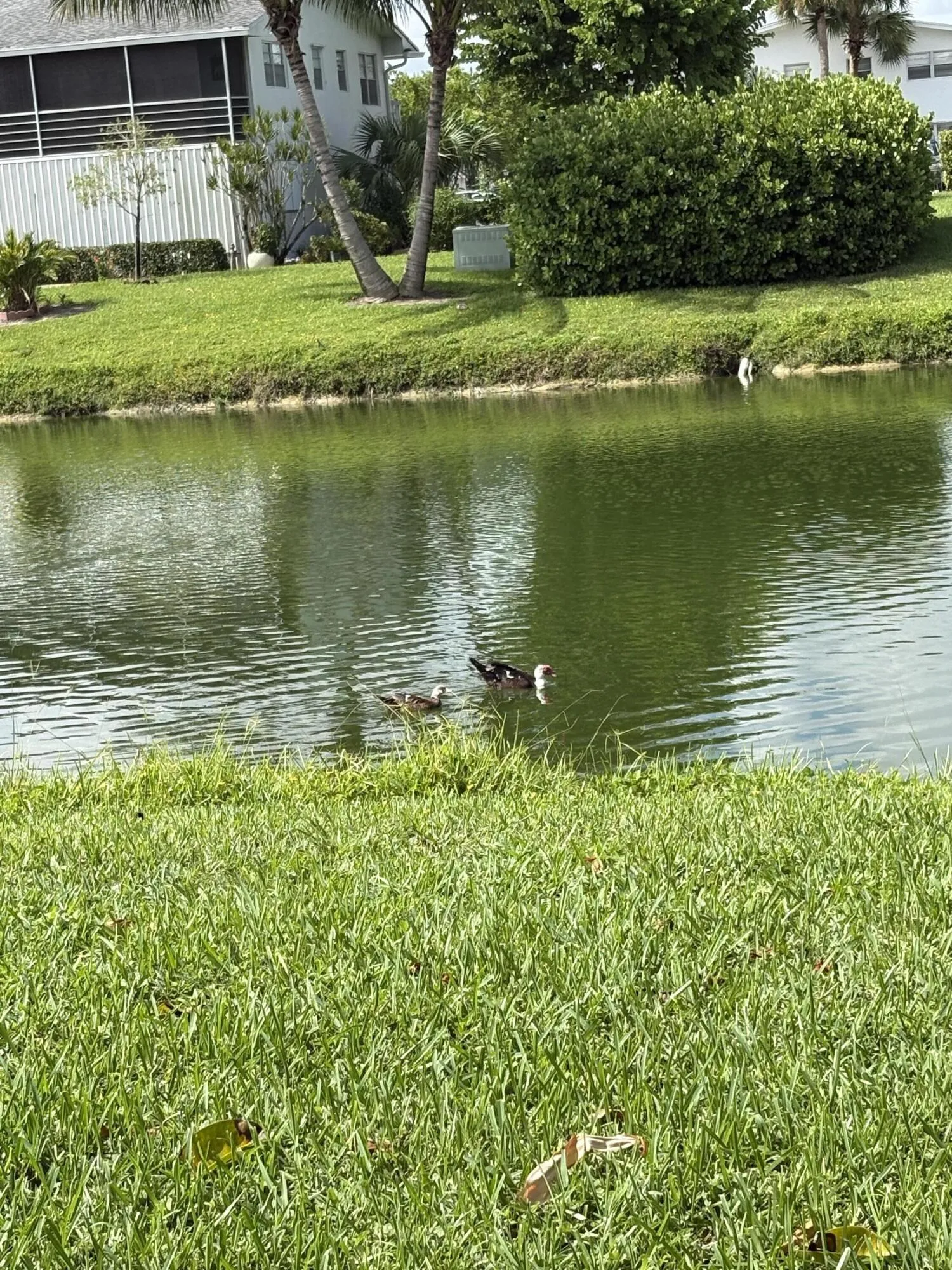 Water Foul Neighbors