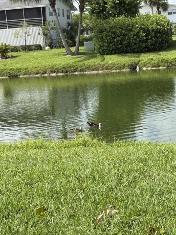 Water Foul Neighbors