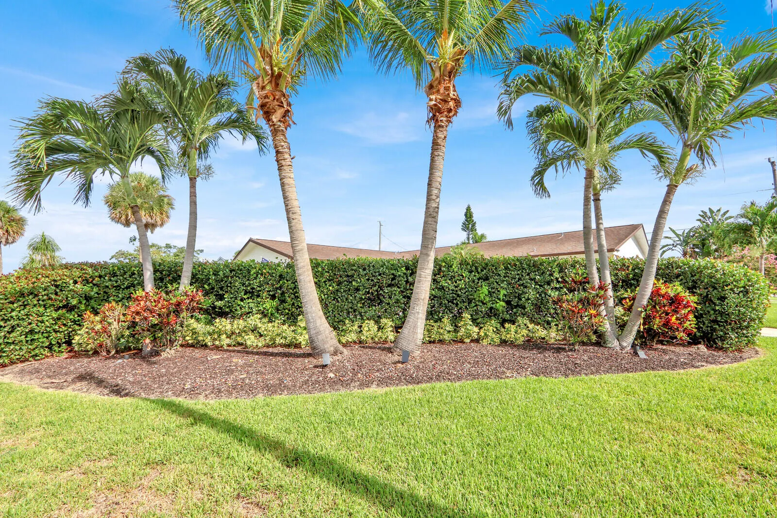 Lush landscaping featuring multiple palm trees, a sculpted hedge, and colorful accent plantings