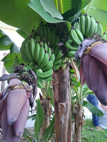 banana tree
