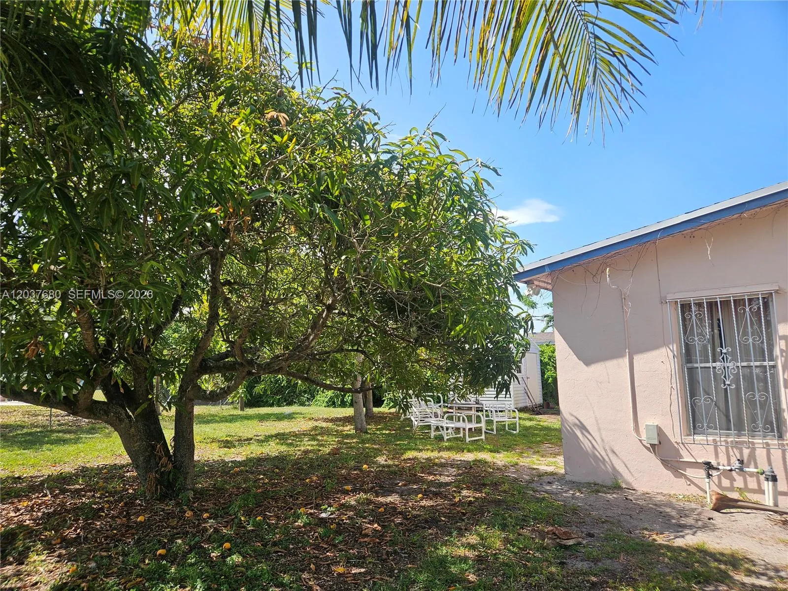 Fully matured fruit trees