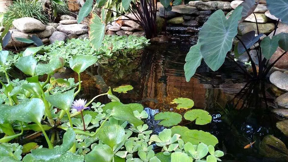 Pond