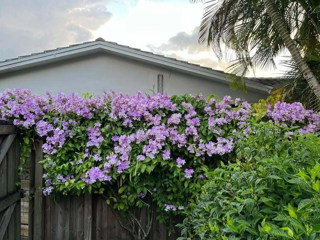 From the Garden