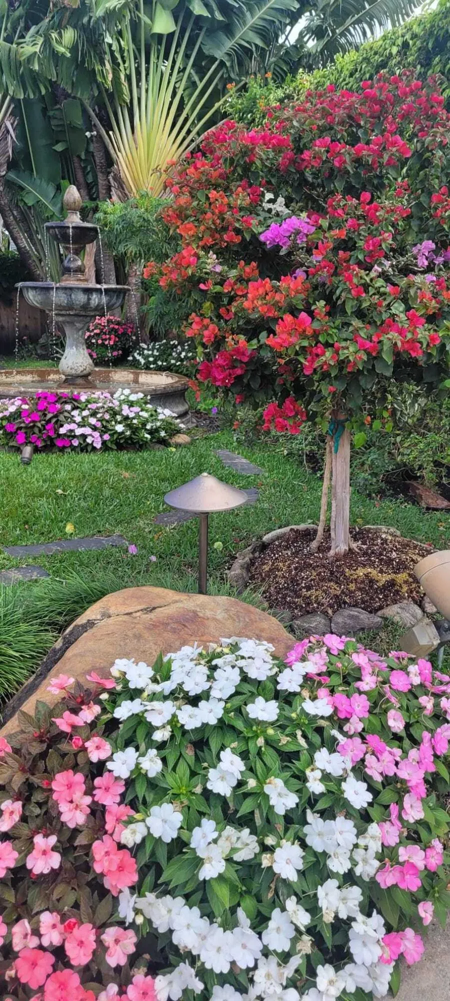 bougainvillea tree in bloom