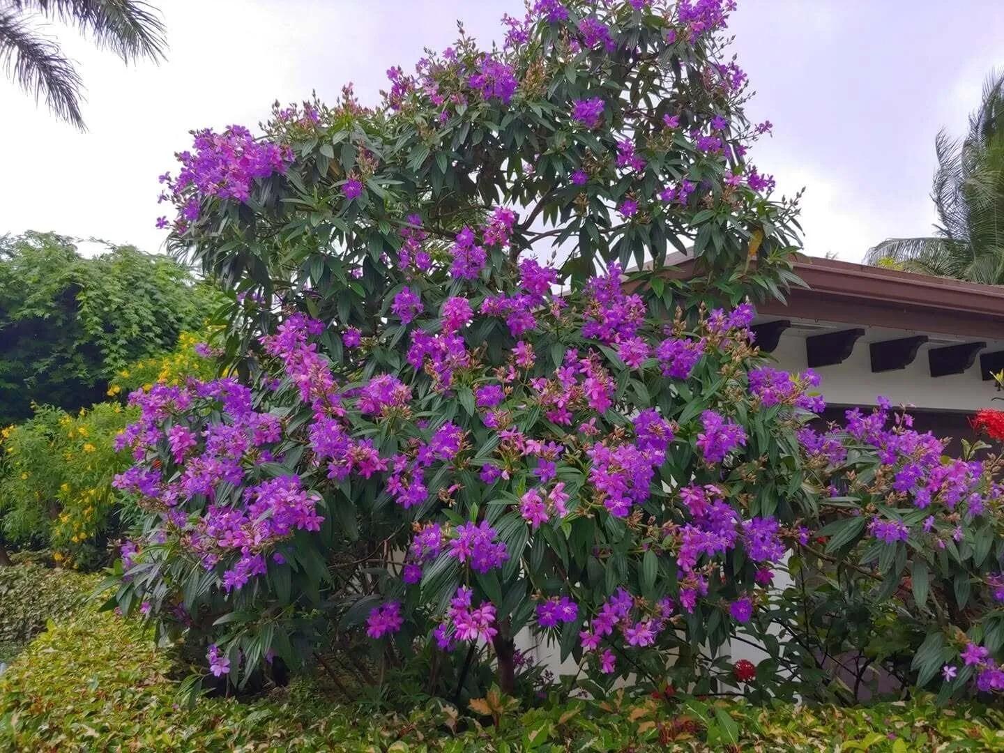 Front Garden in Bloom