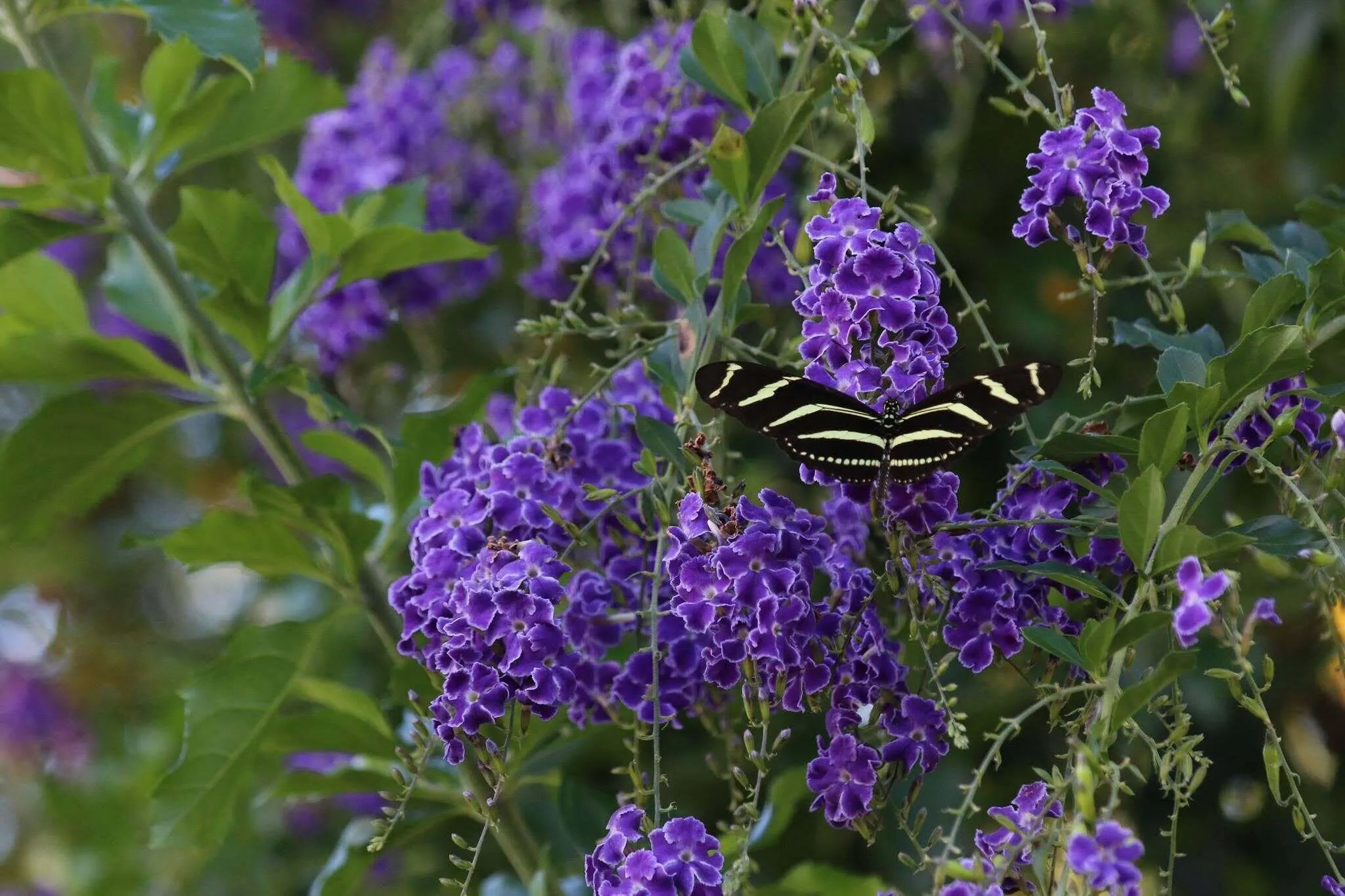 From the Garden