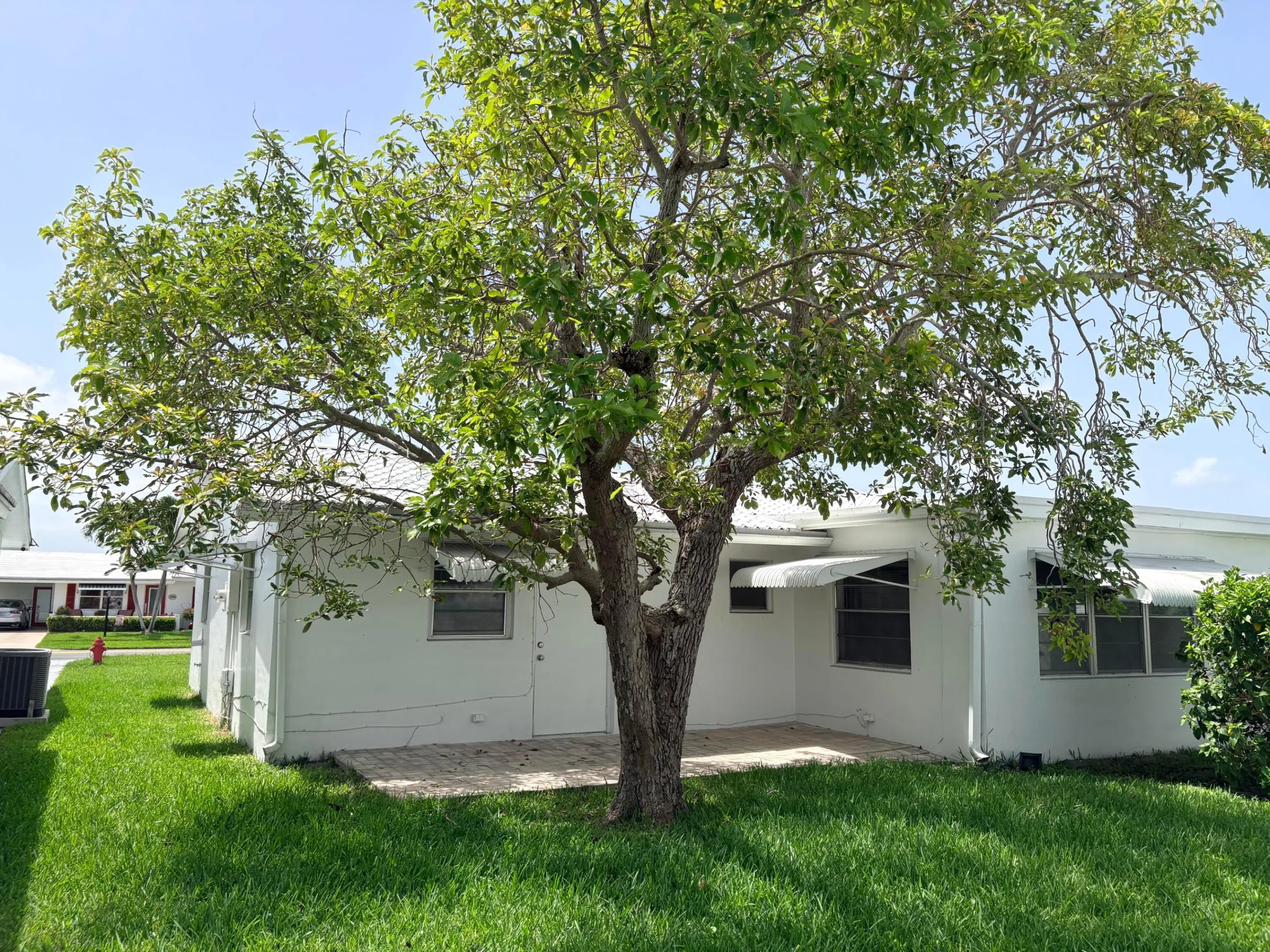 NICE SHADE TREE, ALSO IS AN AVACODO TREE. ENJOY!!