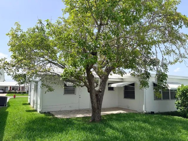 NICE SHADE TREE, ALSO IS AN AVACODO TREE. ENJOY!!
