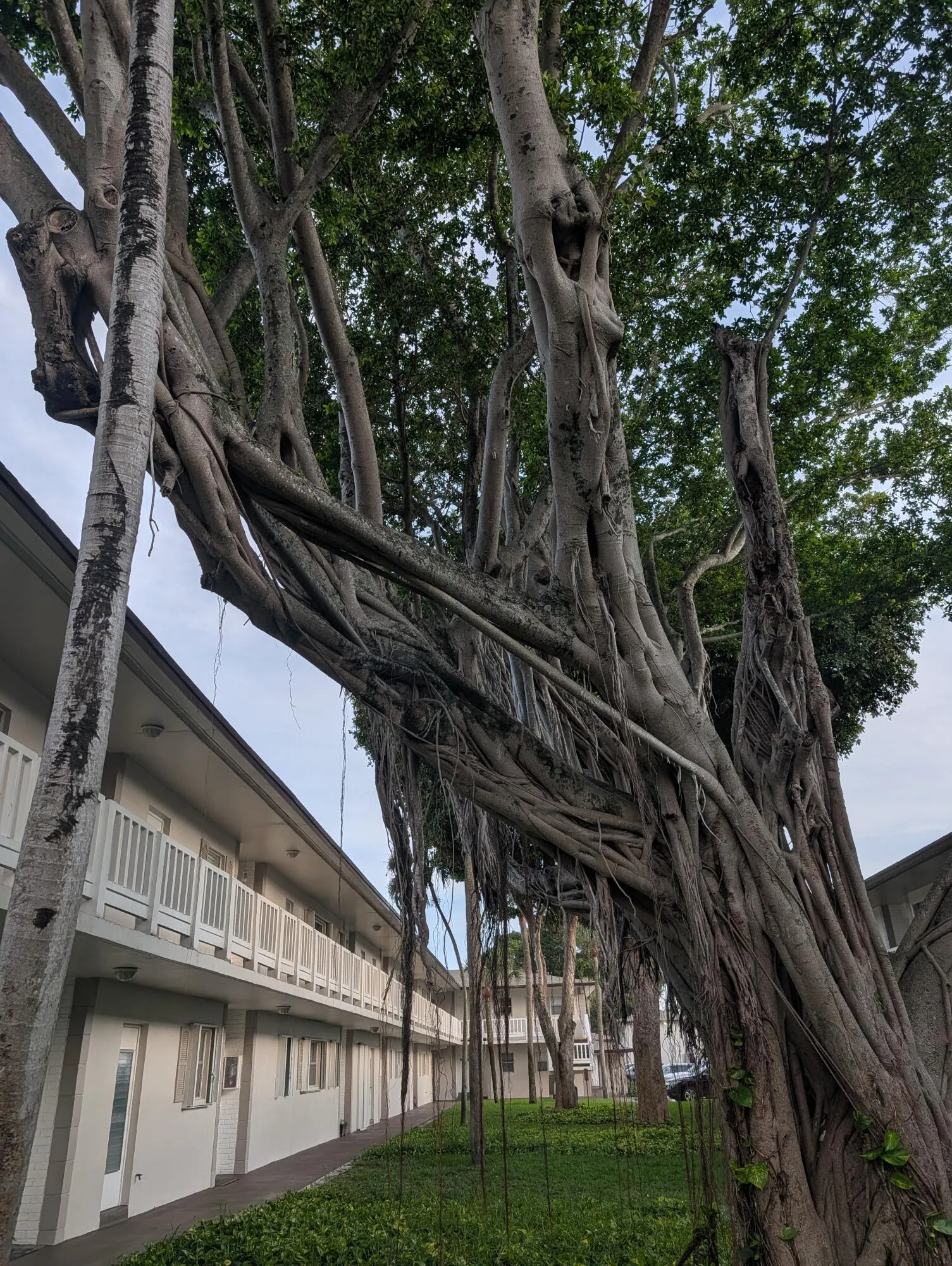 TREE2