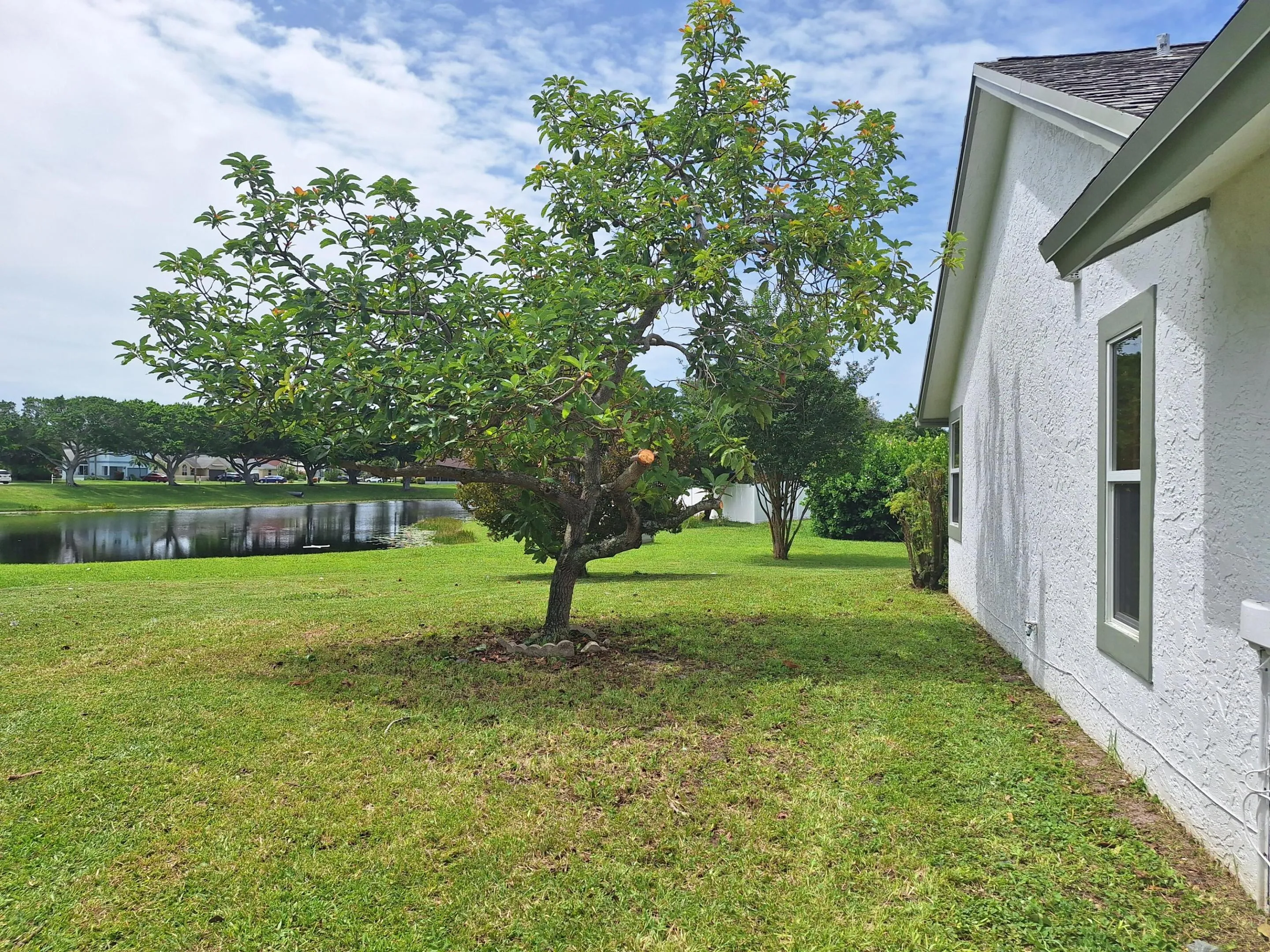Side of house - Avocado tree and lake. Fruit on tree for Fall harvest!