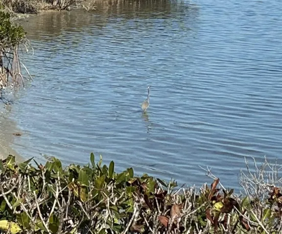 Lagoon Wildlife
