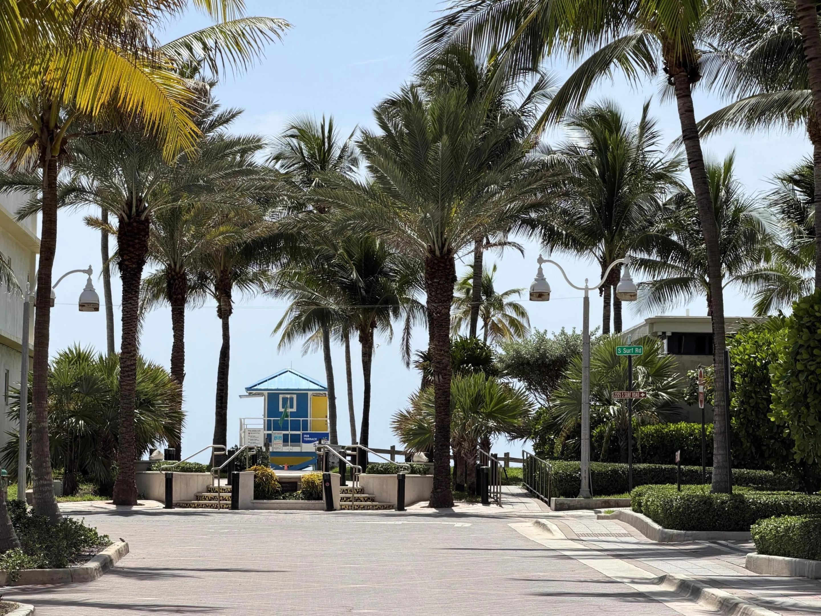 Streetscape featuring mature palm trees and landscaped planters