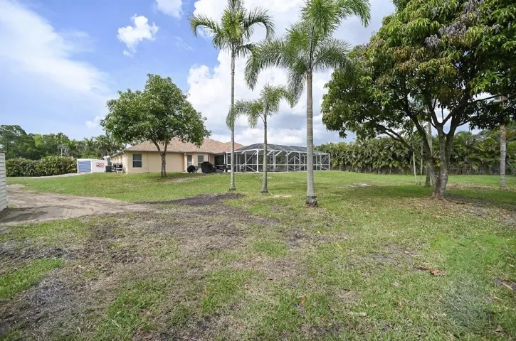 Two large, fruit-baring mango trees