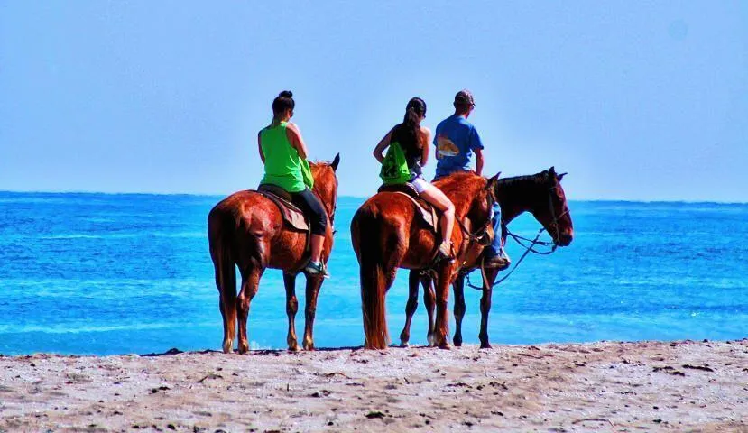 Horses on the Beach