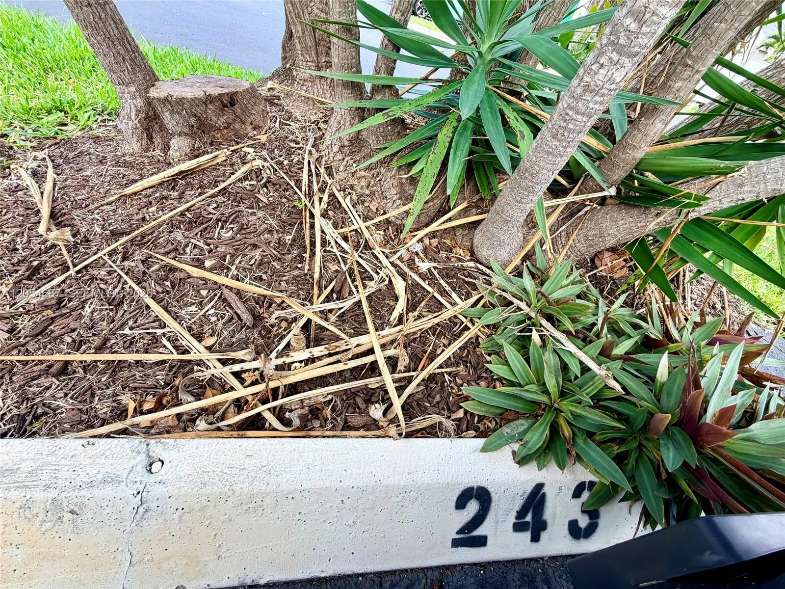 space #243