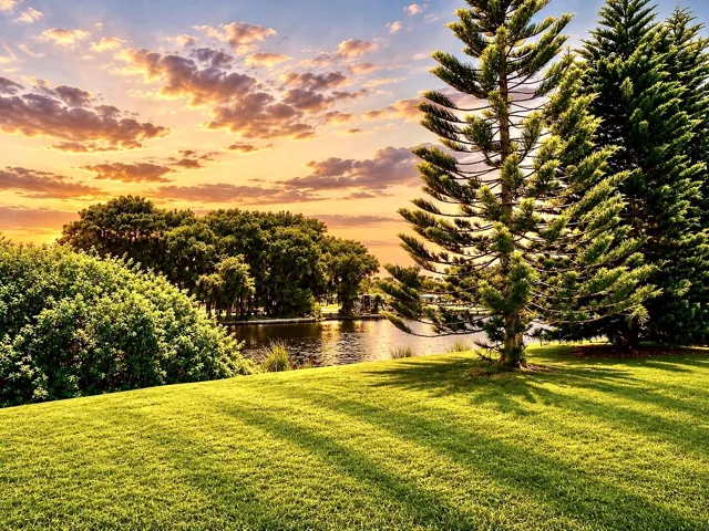Backyard