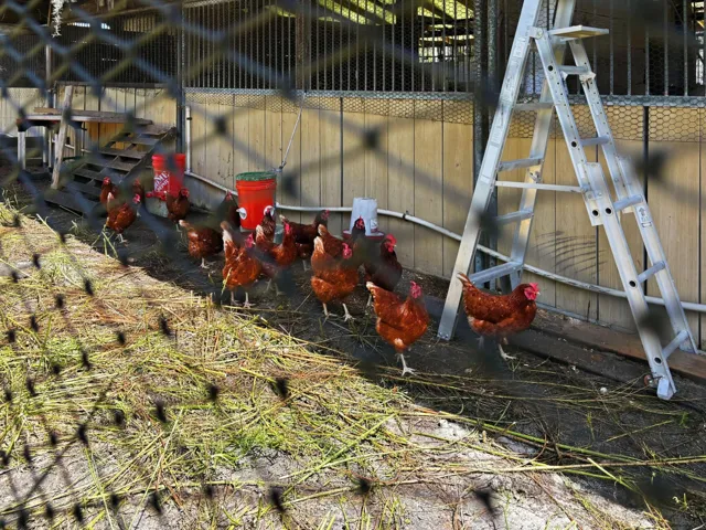 Chickens