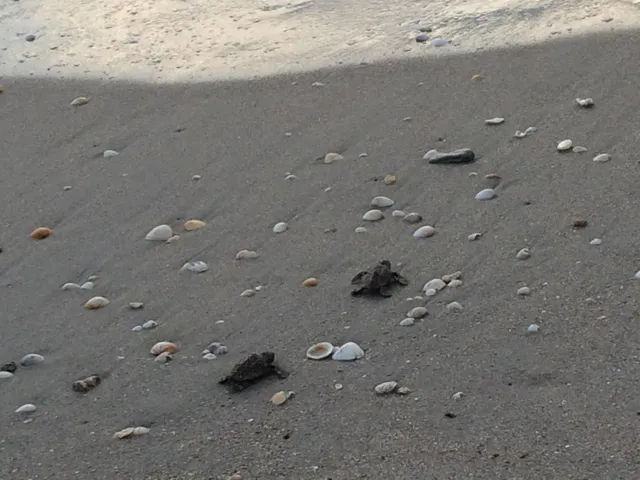 Jupiter Beach Sea Turtles