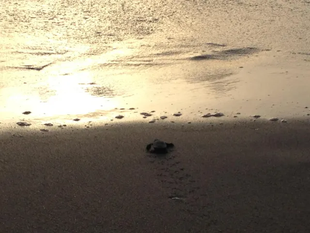 jupiter Beach Sea Turthles