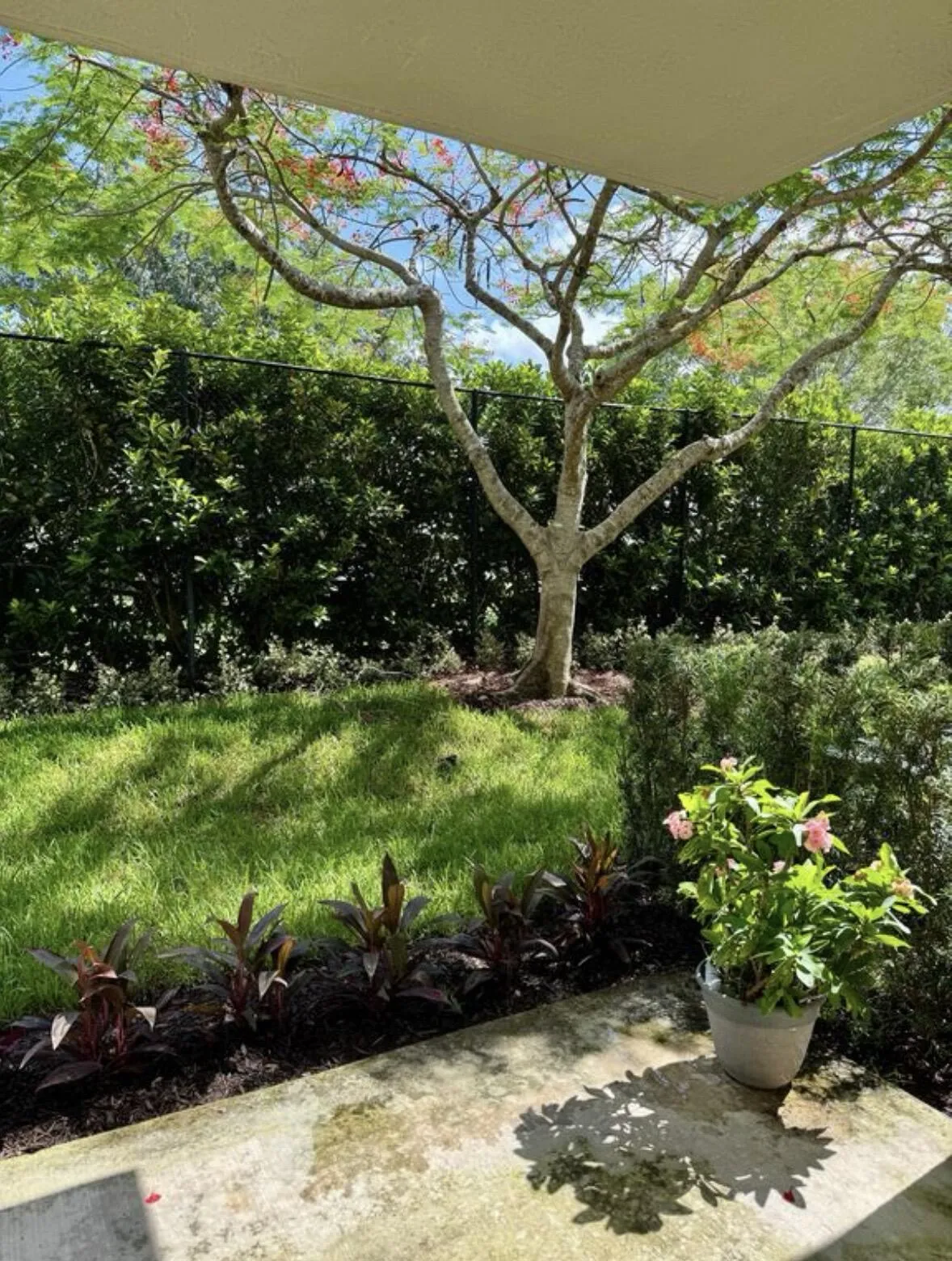 Newly installed Landscaping/ Privacy View