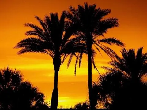 Florida Sun
