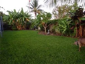 Back yard