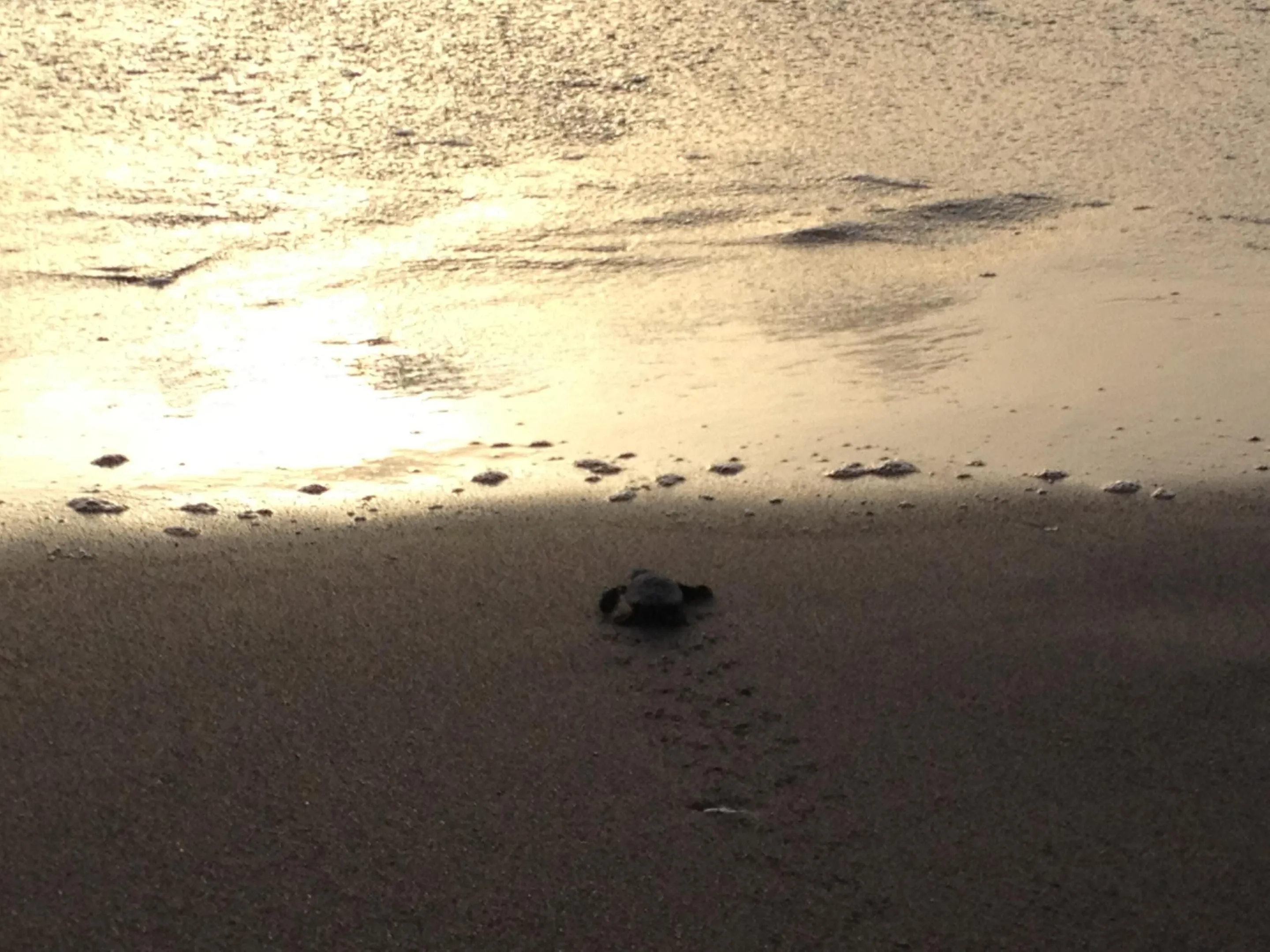 jupiter Beach Sea Turthles