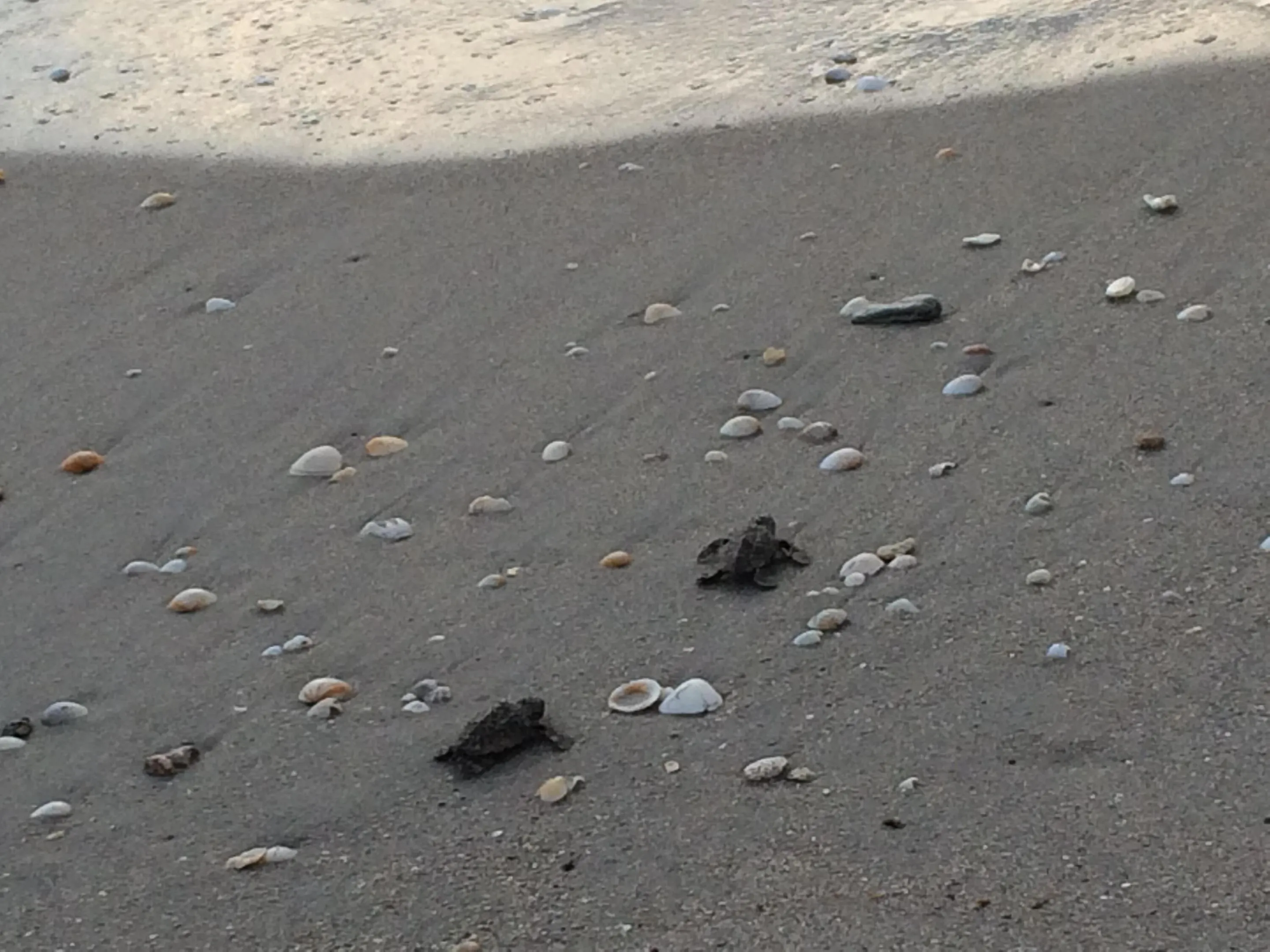 Jupiter Beach Sea Turtles