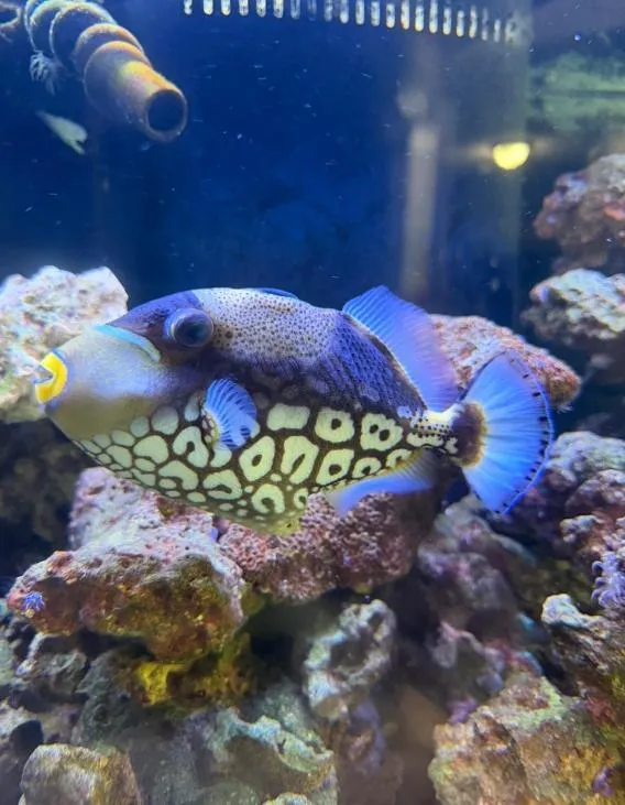 Aquarium