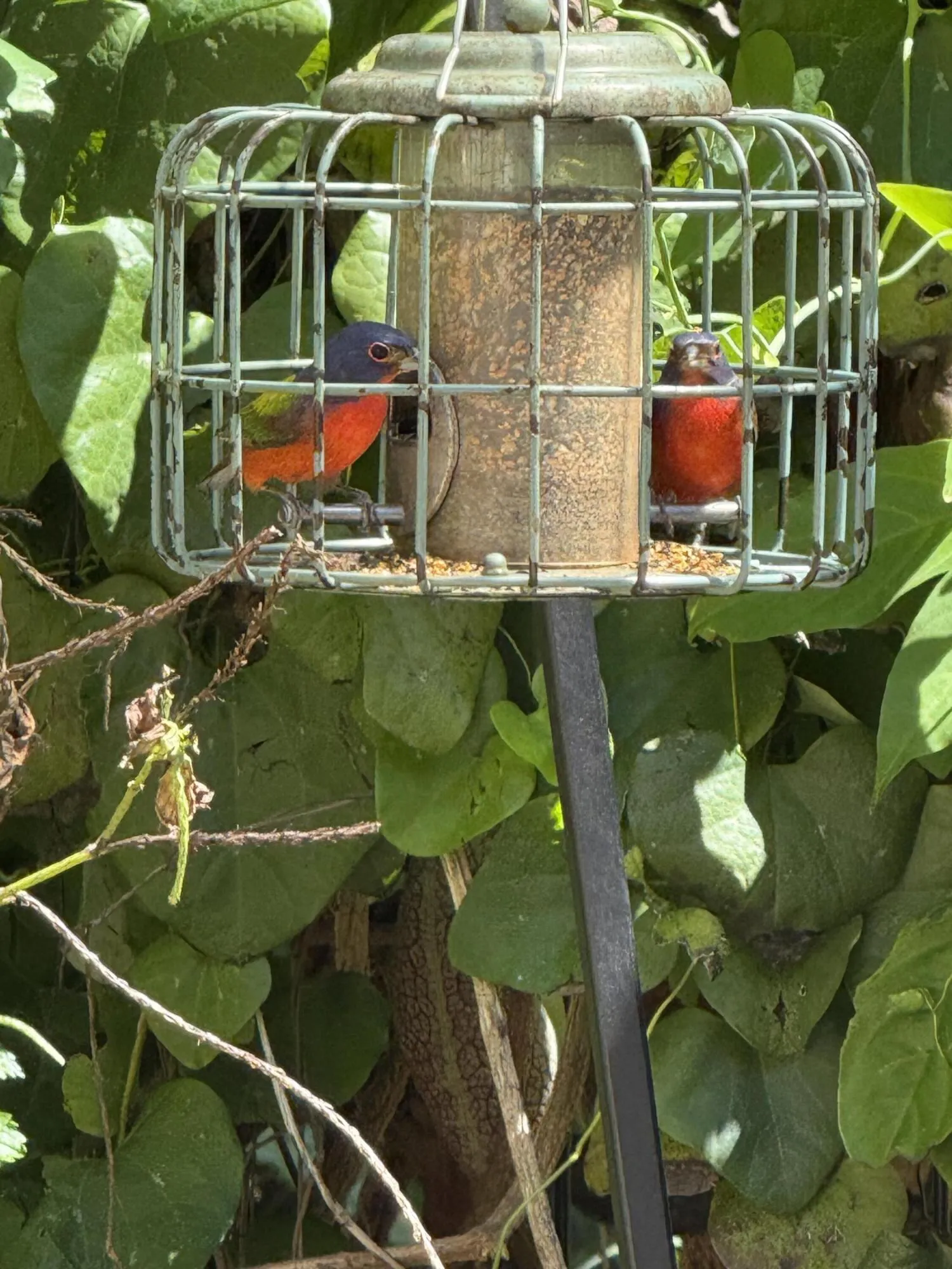 Painted Bunting Males on feeder