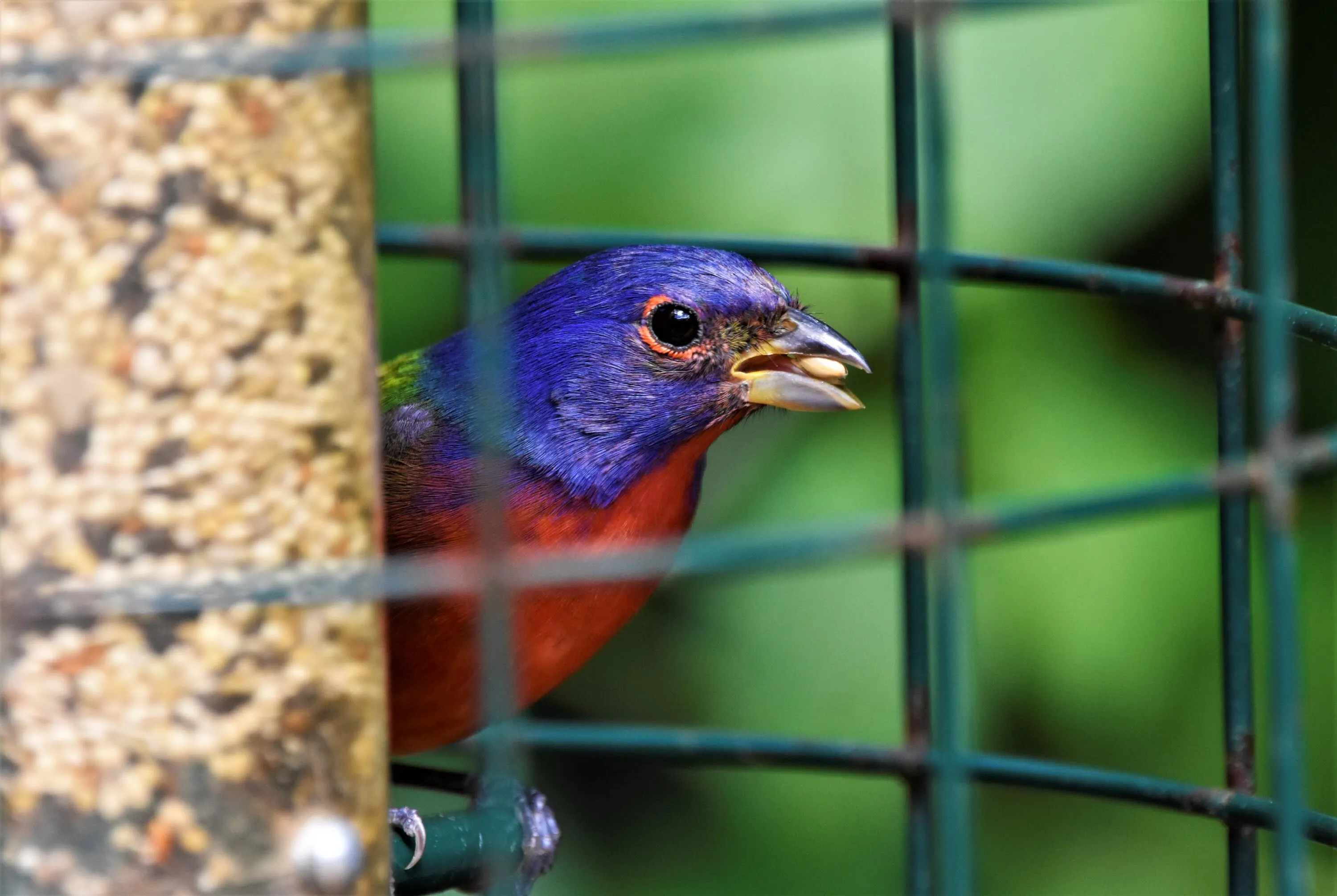 Painted Bunting detail