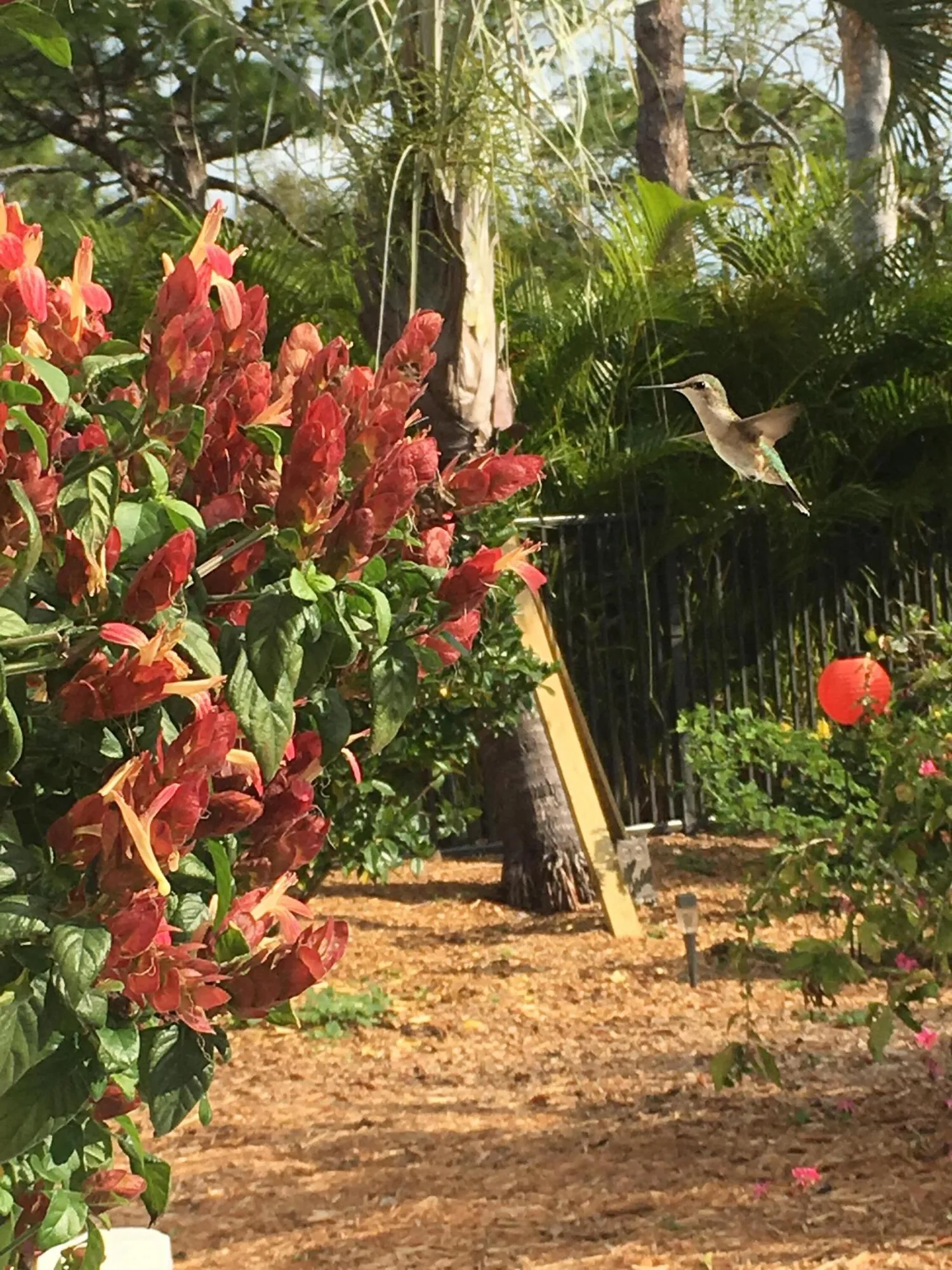 Hummer and Shrimp Plant
