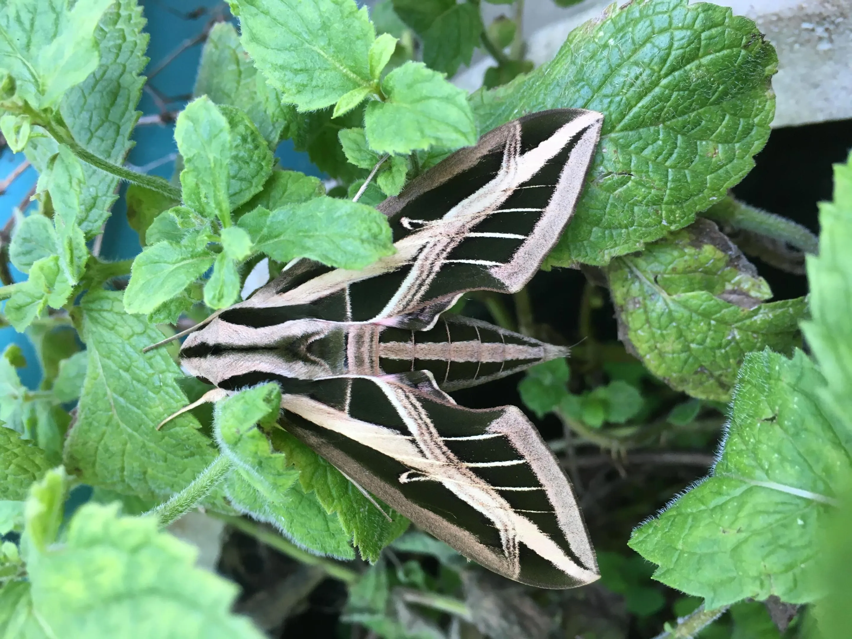 Sphinx Moth JPG